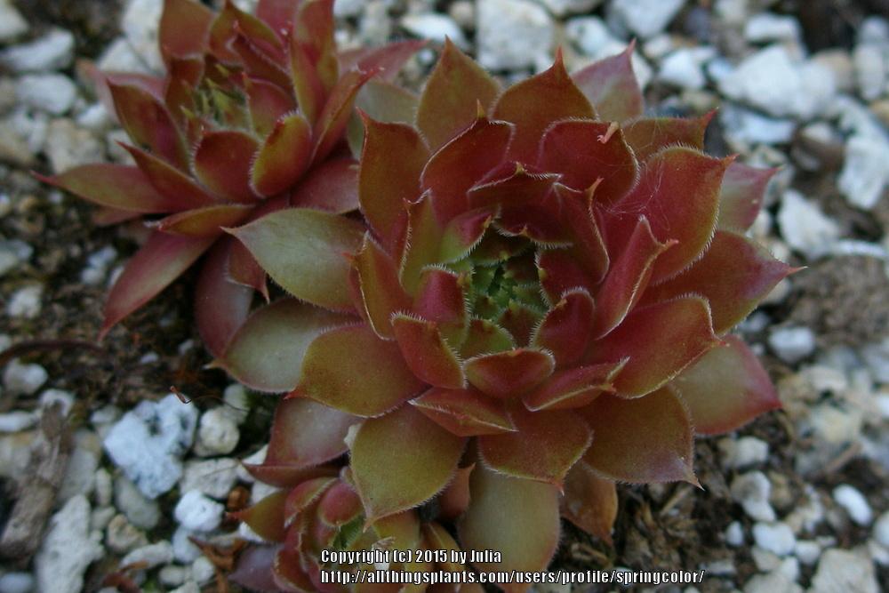Photo of Hen and Chicks (Sempervivum 'Gay Jester') uploaded by springcolor