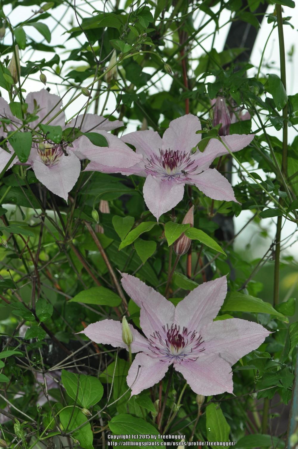 Photo of Clematis Pink Chiffon™ uploaded by treehugger