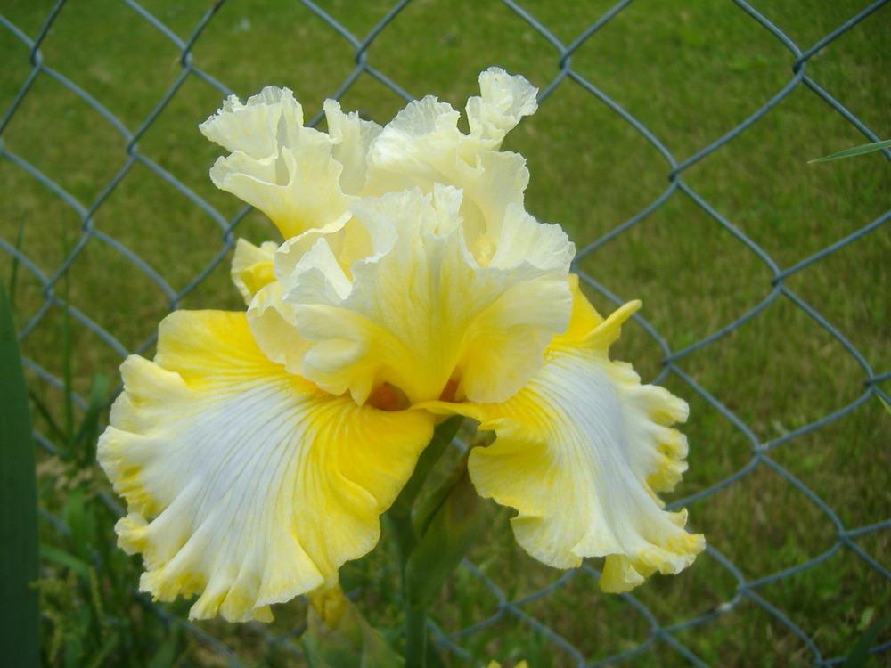 Photo of Tall Bearded Iris (Iris 'Yours Truly') uploaded by tveguy3