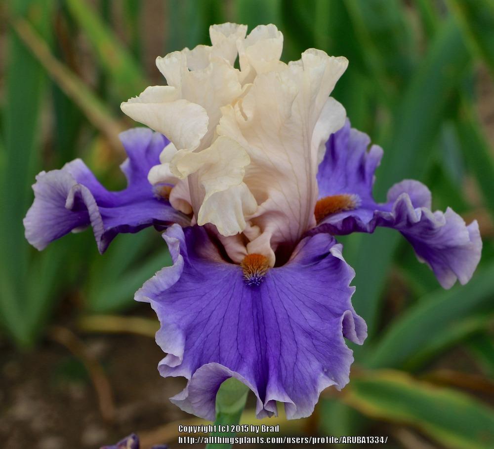 Photo of Tall Bearded Iris (Iris 'Wishes Granted') uploaded by ARUBA1334
