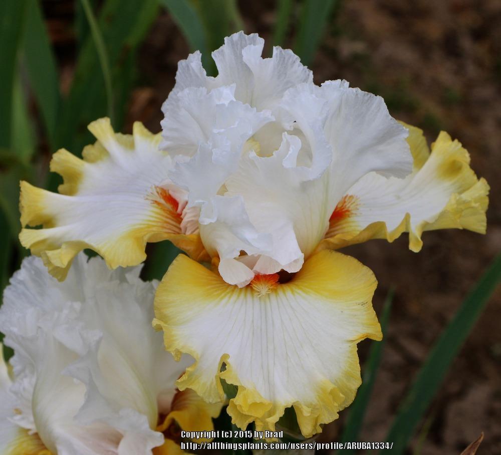 Photo of Tall Bearded Iris (Iris 'Heart of Dreams') uploaded by ARUBA1334