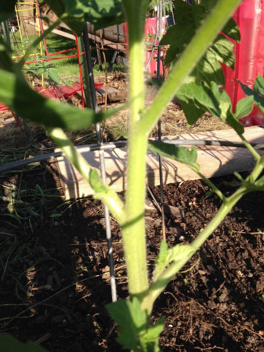 Photo of Tomato (Solanum lycopersicum 'Azoychka') uploaded by Anderwood