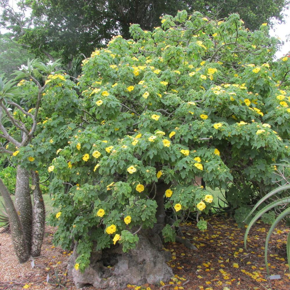 Photo of Mouse Trap Tree (Uncarina grandidieri) uploaded by Dutchlady1