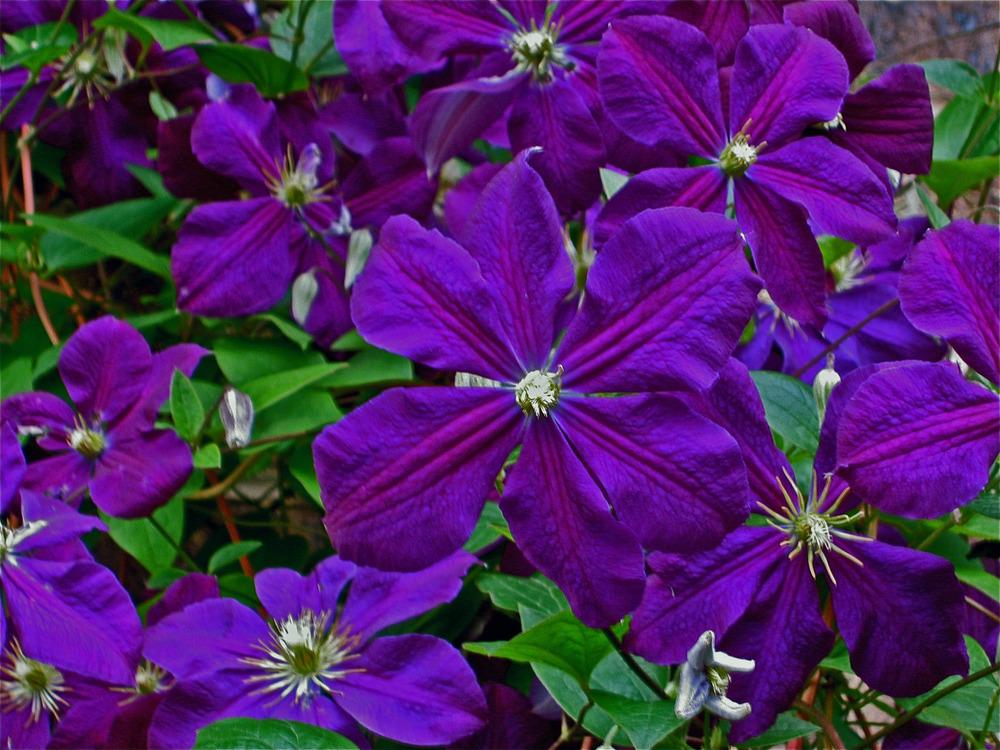 Photo of Clematis 'Jackmanii' uploaded by Fleur569