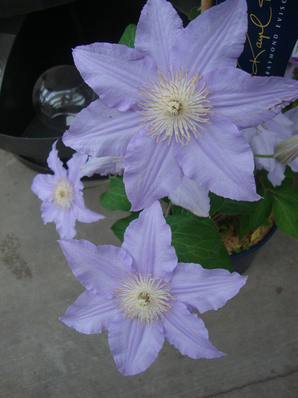 Photo of Clematis Angelique™ uploaded by Paul2032