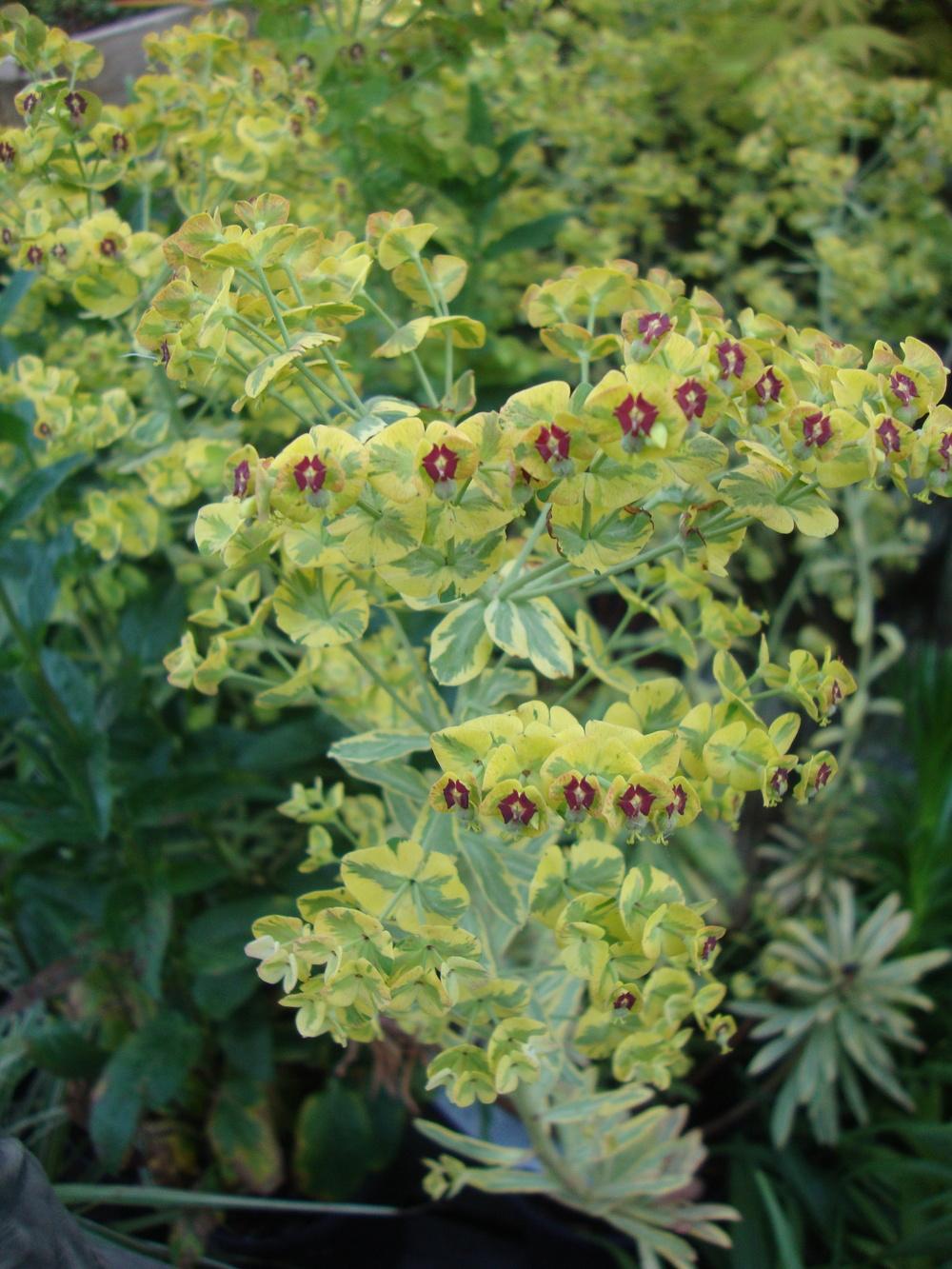 Photo of Euphorbia (Euphorbia x martini 'Ascot Rainbow') uploaded by Paul2032