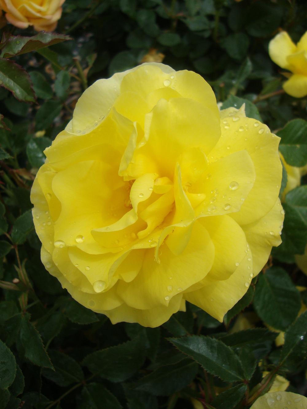 Photo of Rose (Rosa 'Sunsprite') uploaded by Paul2032