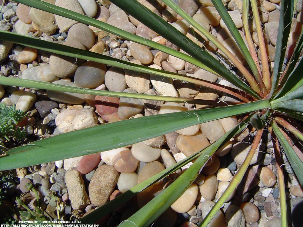 Photo of Adam's Needle (Yucca filamentosa) uploaded by StaticAsh