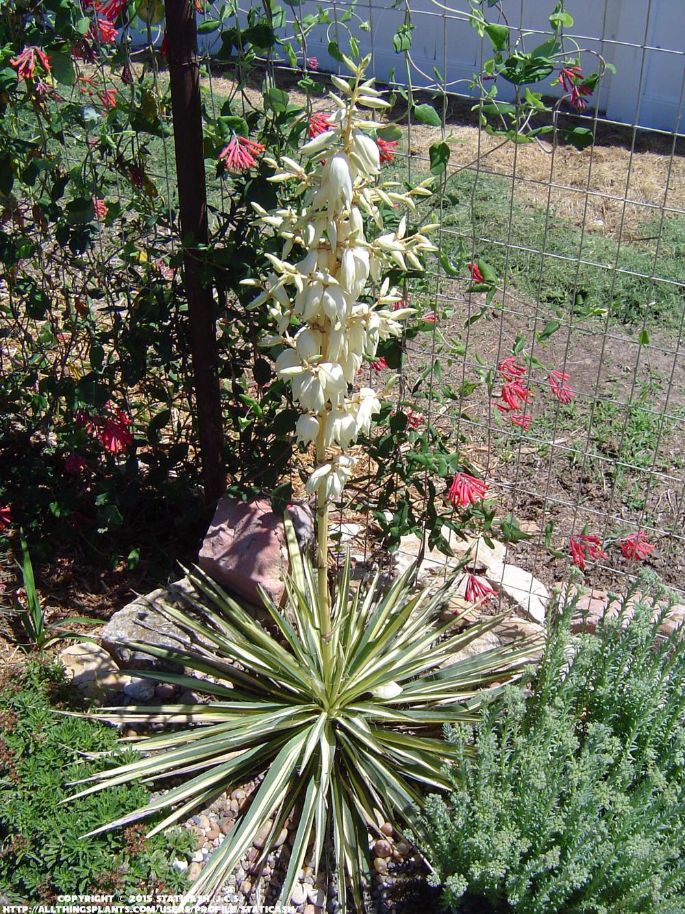 Photo of Adam's Needle (Yucca filamentosa 'Color Guard') uploaded by StaticAsh