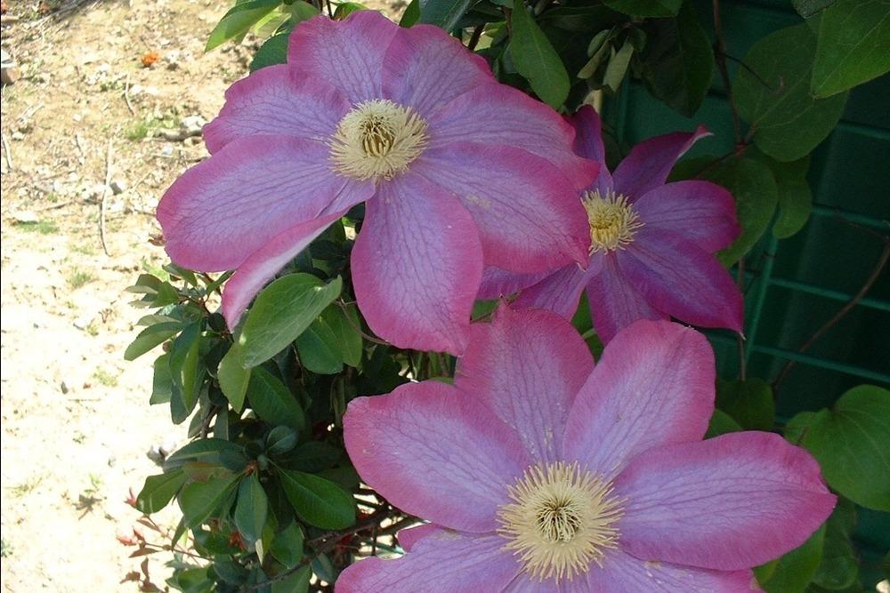 Photo of Clematis 'Pink Champagne' uploaded by admin