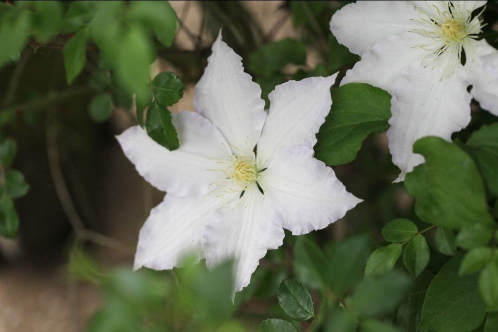 Photo of Clematis 'Gillian Blades' uploaded by admin