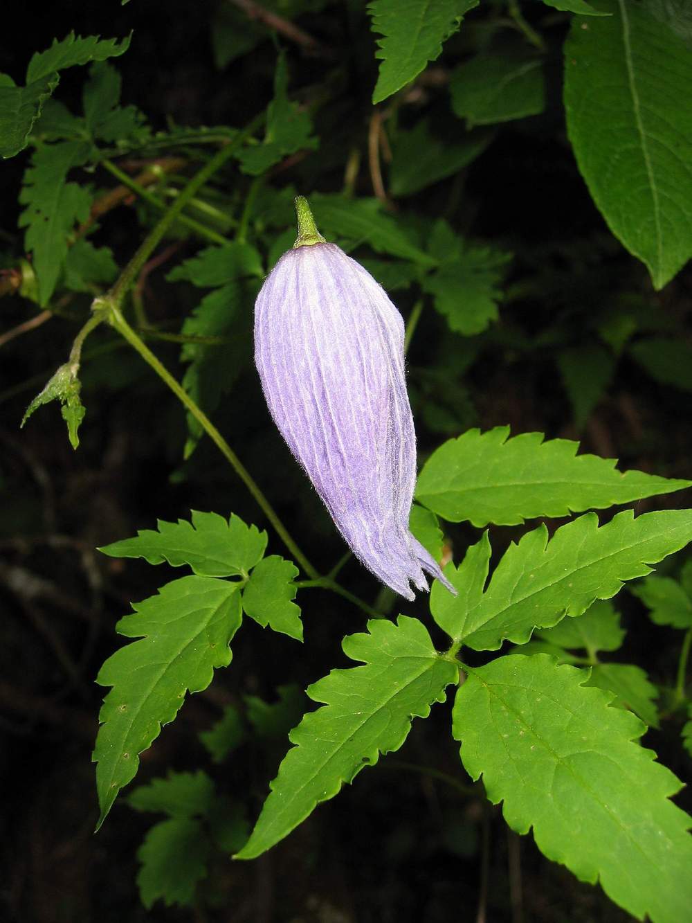 Photo of Clematis (Clematis alpina) uploaded by admin