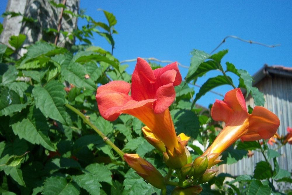 Photo of Trumpet Vine (Campsis radicans) uploaded by admin
