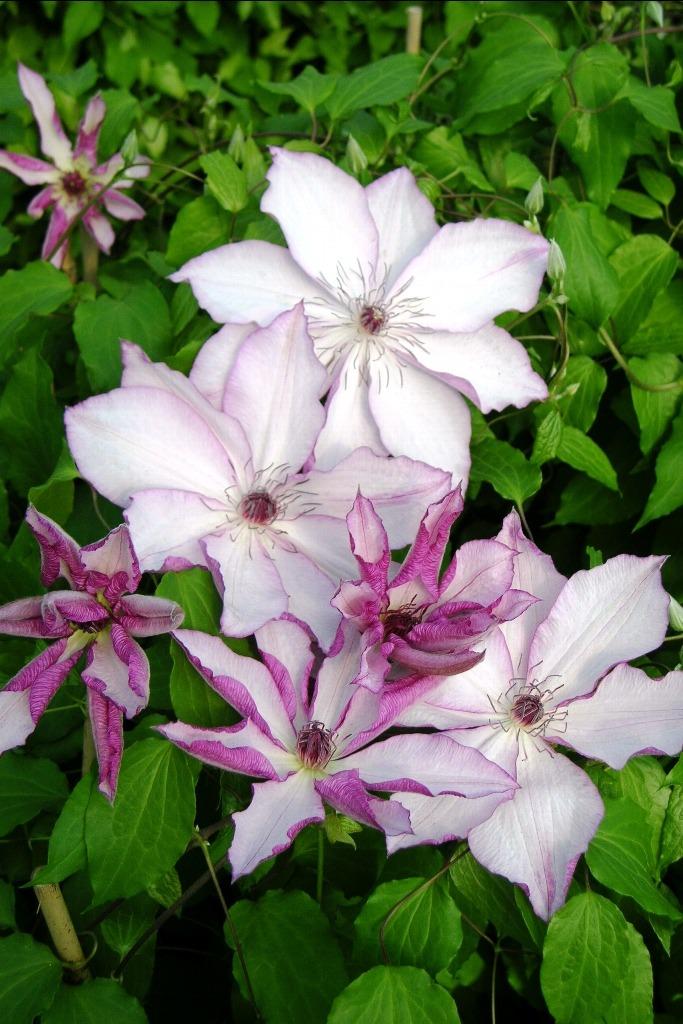 Photo of Clematis 'Omoshiro' uploaded by admin
