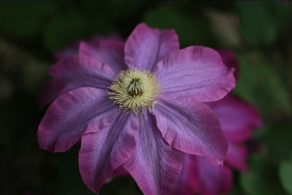 Photo of Clematis 'Pink Champagne' uploaded by admin