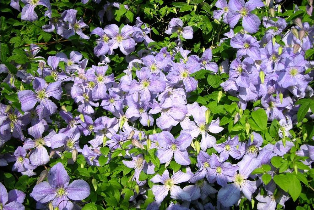 Photo of Clematis Blue Angel uploaded by admin