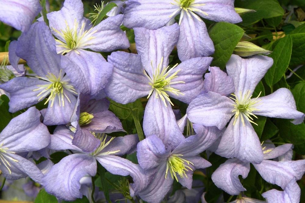 Photo of Clematis 'Prince Charles' uploaded by admin