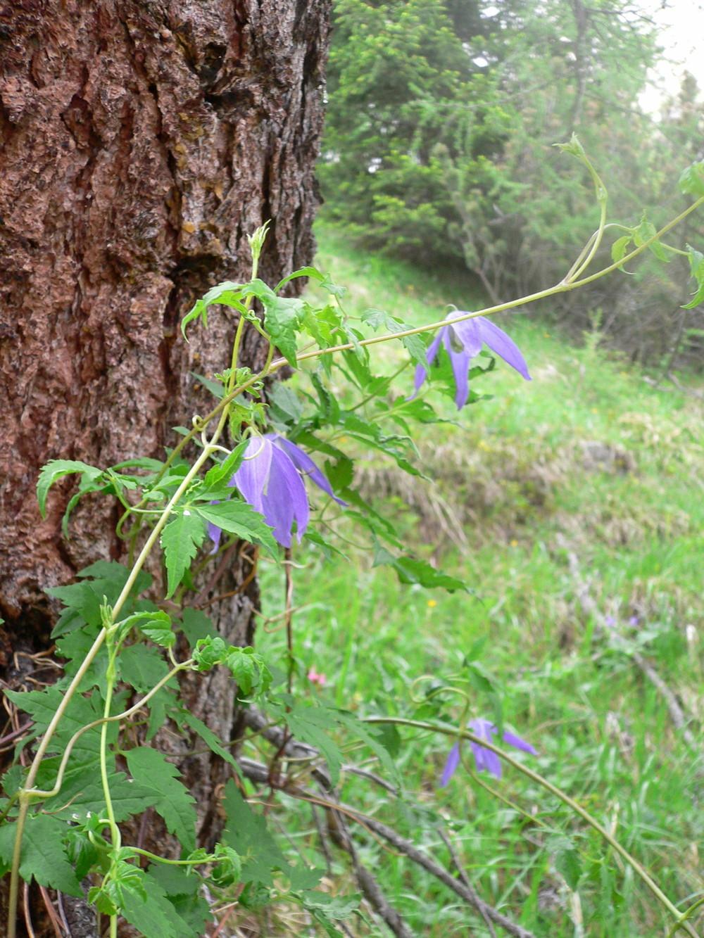 Photo of Clematis (Clematis alpina) uploaded by admin