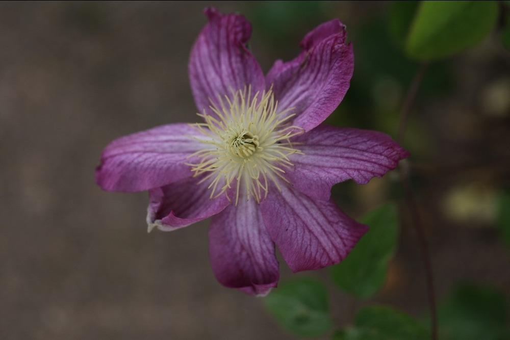 Photo of Clematis 'Asao' uploaded by admin