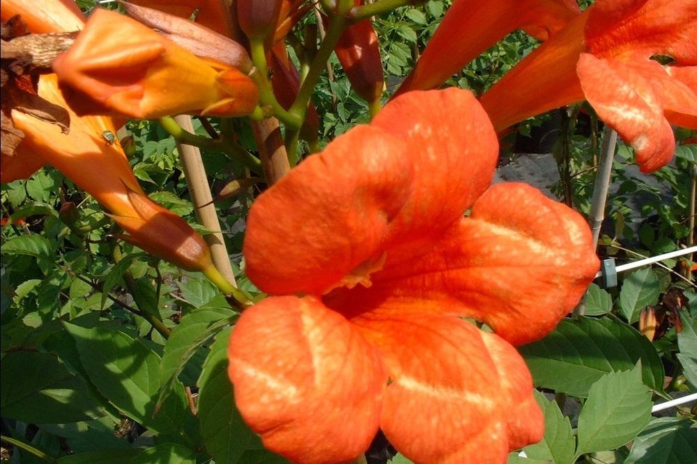 Photo of Trumpet Vine (Campsis 'Madame Galen') uploaded by admin