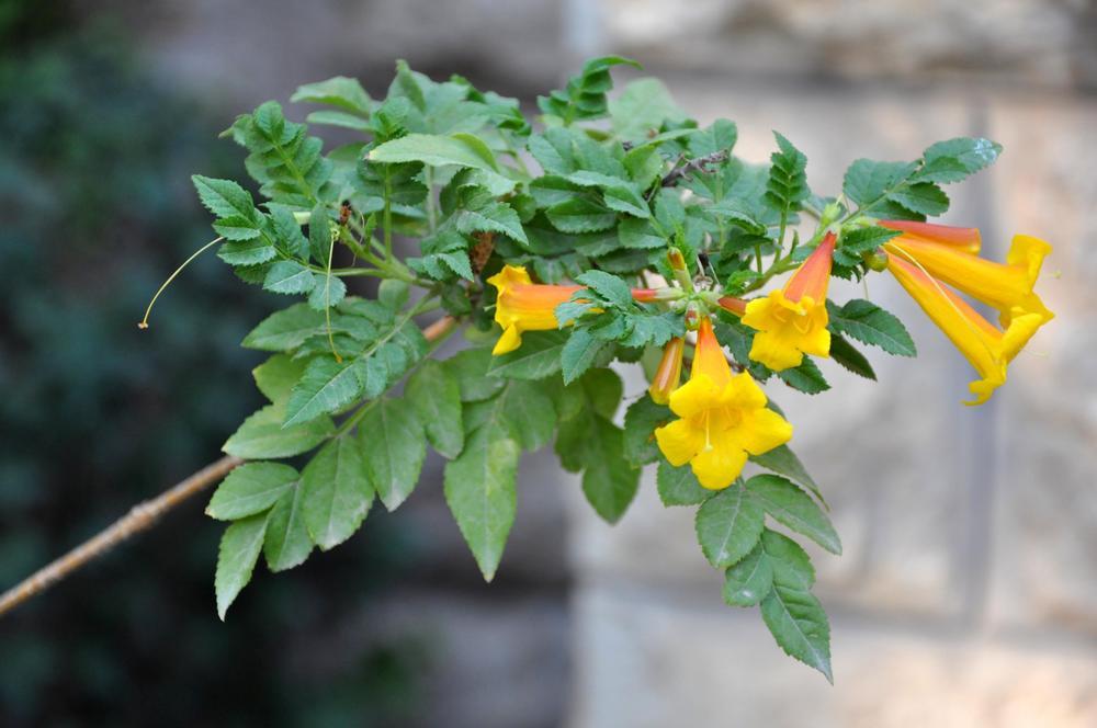Photo of Yellow Trumpet Vine (Campsis radicans 'Flava') uploaded by admin