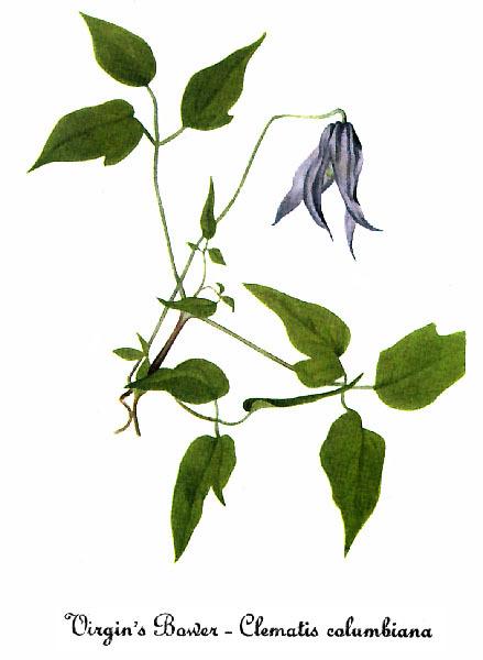 Photo of Clematis (Clematis columbiana) uploaded by admin