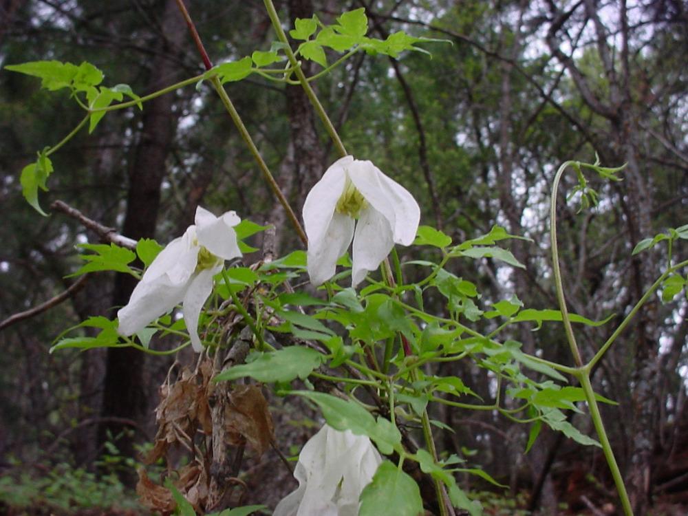 Photo of Clematis (Clematis columbiana) uploaded by admin