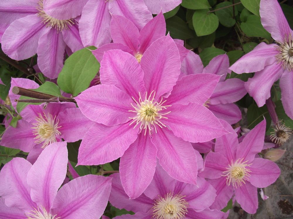 Photo of Clematis Abilene™ uploaded by admin
