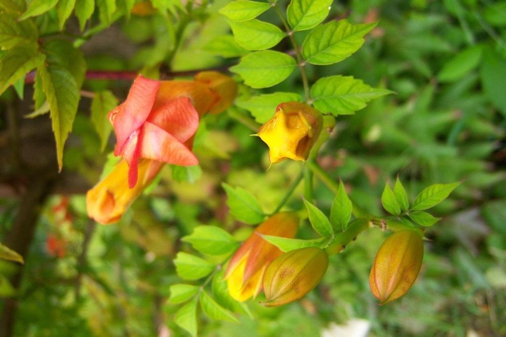 Photo of Trumpet Vine (Campsis radicans) uploaded by admin