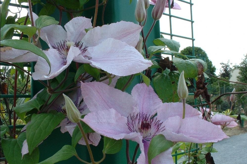 Photo of Clematis Pink Chiffon™ uploaded by admin