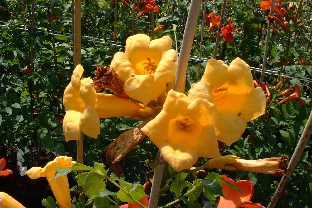 Photo of Yellow Trumpet Vine (Campsis radicans 'Flava') uploaded by admin