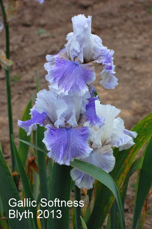 Photo of Tall Bearded Iris (Iris 'Gallic Softness') uploaded by coboro