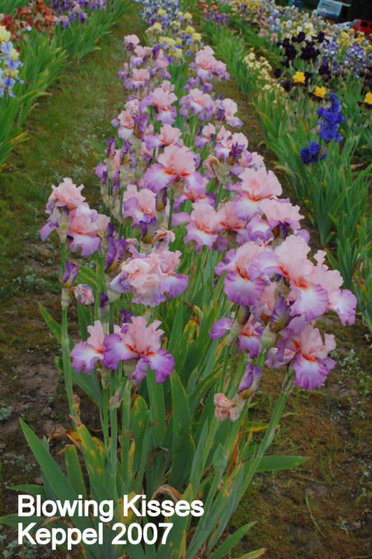 Photo of Tall Bearded Iris (Iris 'Blowing Kisses') uploaded by coboro