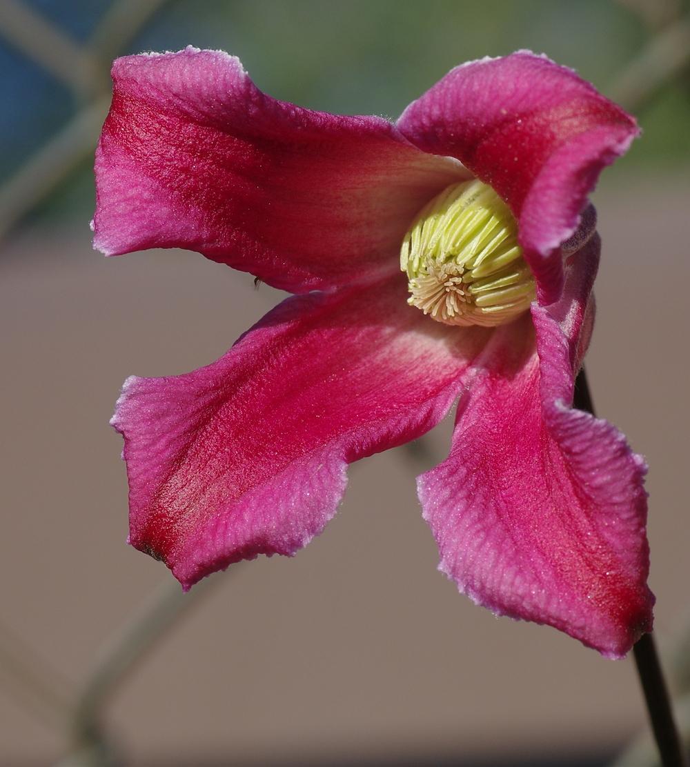 Photo of Clematis (Clematis texensis 'Etoile Rose') uploaded by dirtdorphins