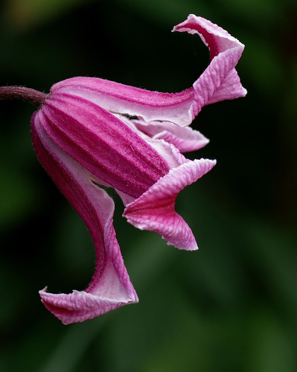 Photo of Clematis (Clematis texensis 'Etoile Rose') uploaded by dirtdorphins