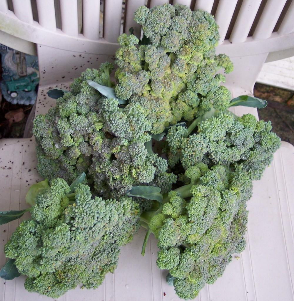 Photo of Broccoli (Brassica oleracea 'Lieutenant') uploaded by farmerdill