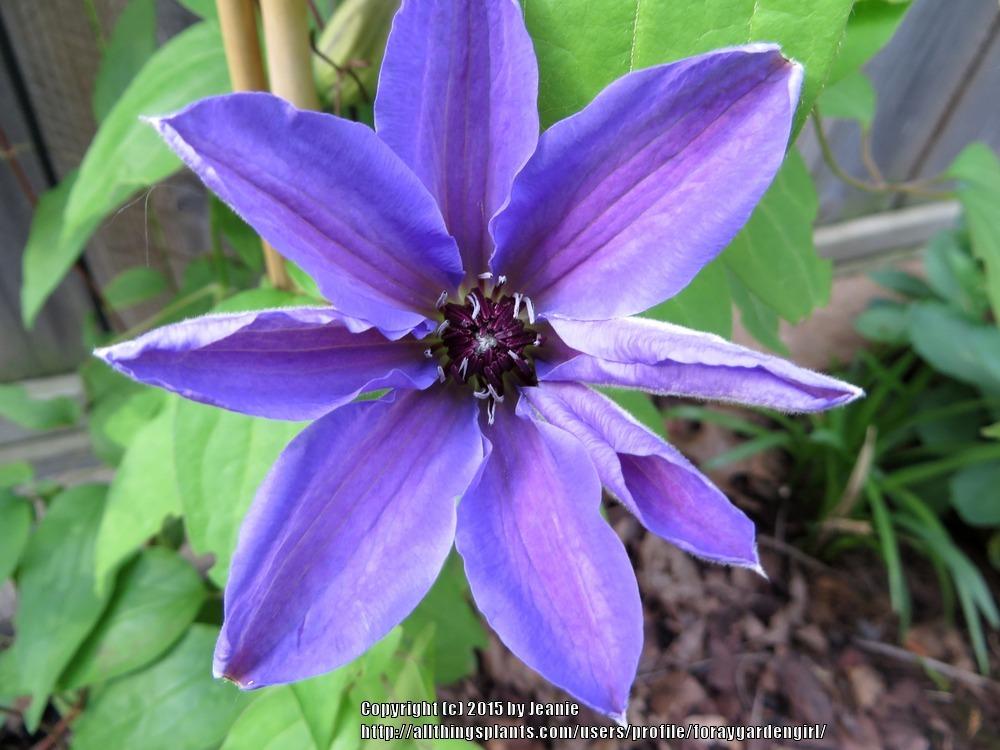 Photo of Clematis 'Blue Ravine' uploaded by foraygardengirl