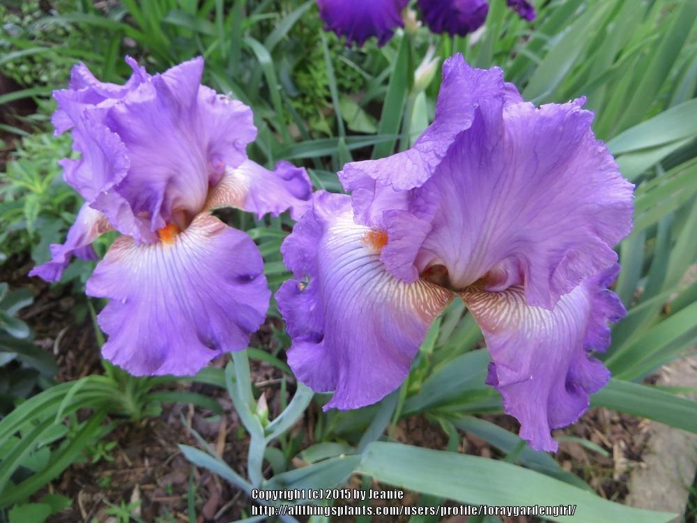 Photo of Tall Bearded Iris (Iris 'Jennifer Rebecca') uploaded by foraygardengirl