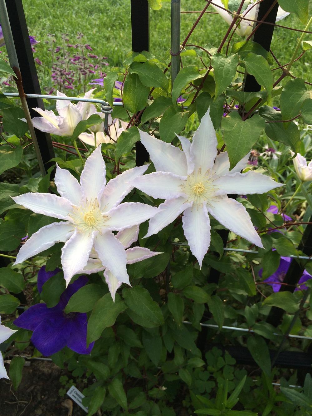 Photo of Clematis 'Gillian Blades' uploaded by jvdubb