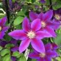 ATP Podcast #106: Pruning Clematis, Some Thoughts on Herbicides, and Other Stuff
