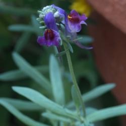 Location: Allentown, Pennsylvania
Date: 2015-06-07
grown from 'Lindeza Violet' seed
