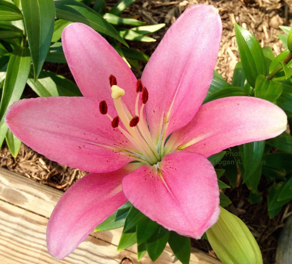 Photo of Lily (Lilium 'Brindisi') uploaded by tiptonla