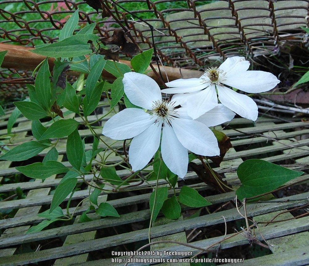 Photo of Clematis 'Henryi' uploaded by treehugger
