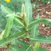 Oleander Aphid, Aphis nerii on Asclepias speciosa with, finally, 