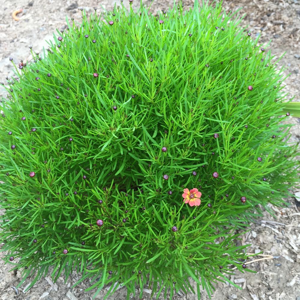 Photo of Tickseed (Coreopsis 'Little Penny') uploaded by HamiltonSquare
