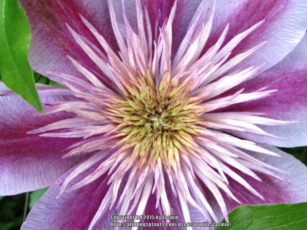 Photo of Clematis Empress™ uploaded by Jasmin