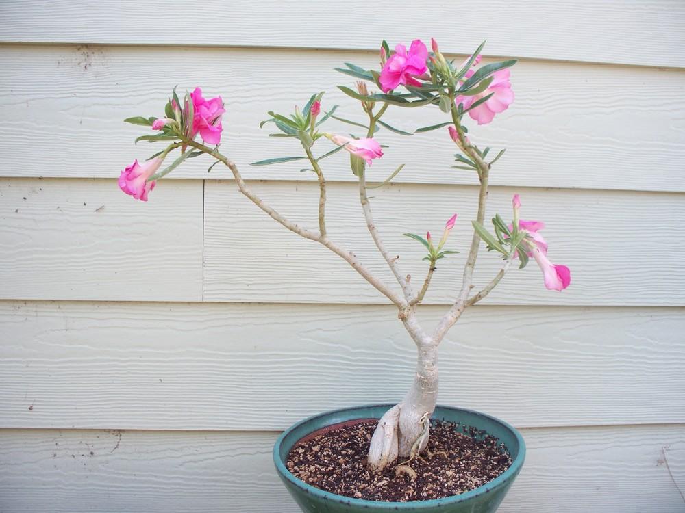 Photo of Desert Rose (Adenium obesum 'Kissable Pink') uploaded by LlamaLlori