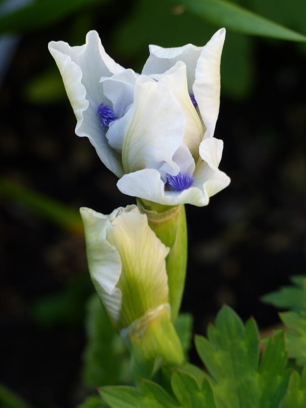 Photo of Standard Dwarf Bearded Iris (Iris 'Bluebeard's Ghost') uploaded by Mayo62