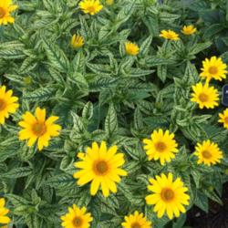 Location: My garden, central NJ, Zone 7A
Date: 6/8/15
Heliopsis Loraine Sunshine