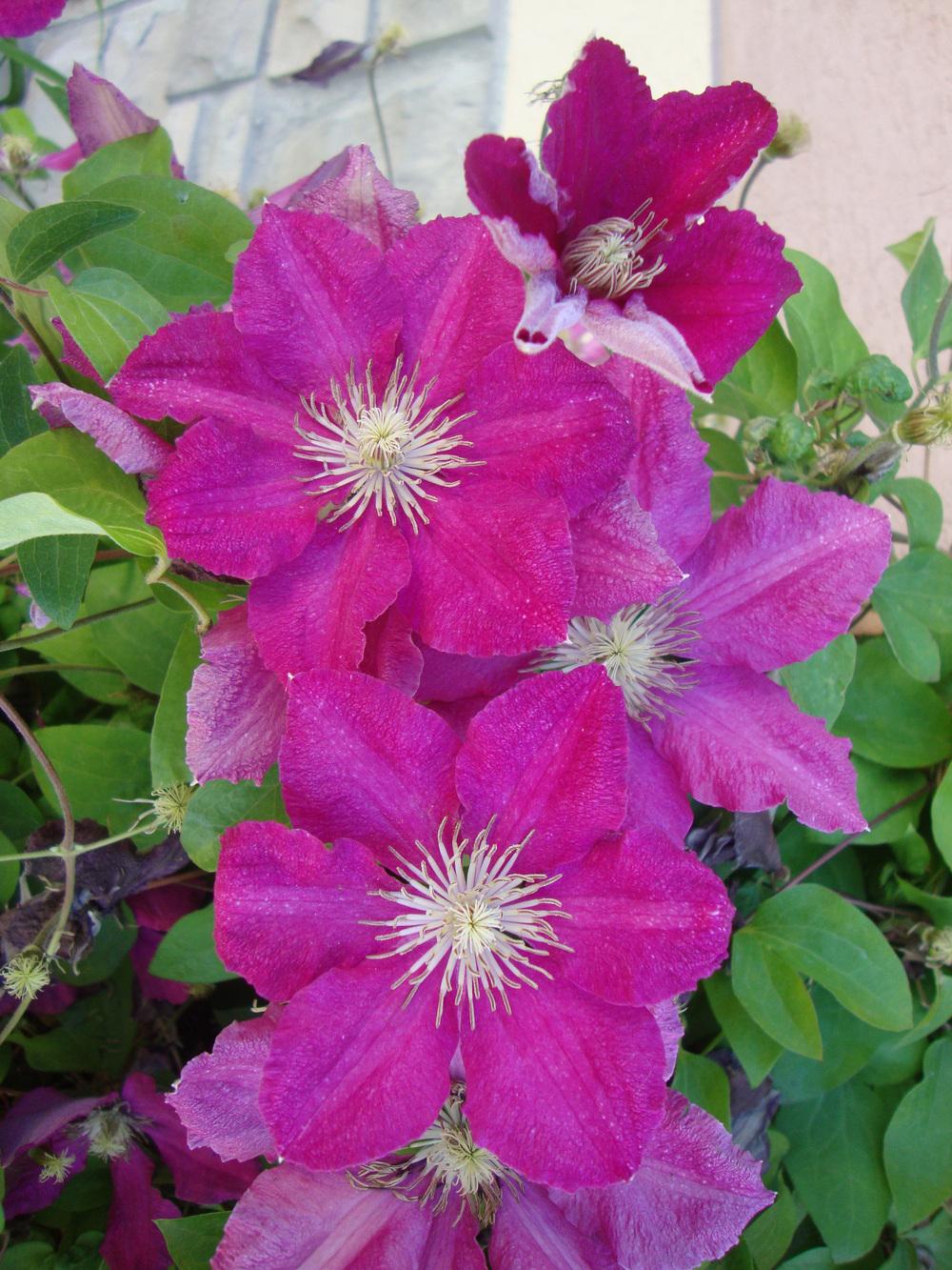 Photo of Clematis 'Ernest Markham' uploaded by Paul2032